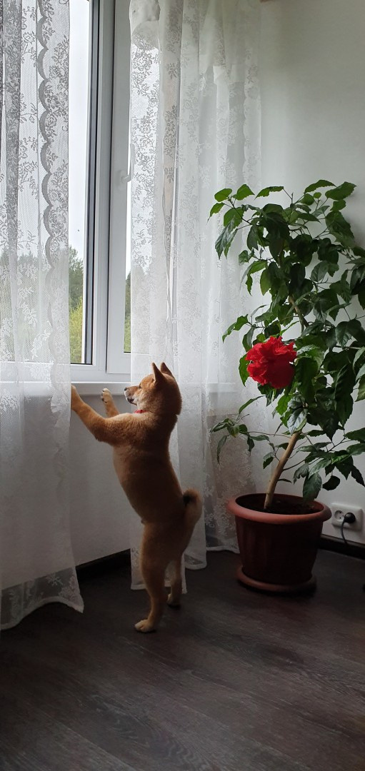 RUBYLIGHT DEXTER. AMERICAN AKITA RUBYLIGHT KENNEL I SHIBA-INU