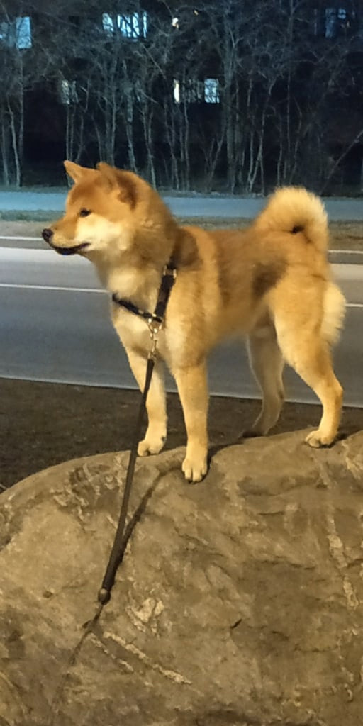 Сиба питомник RUBYLIGHT. Американская акита I Сиба ину I Питомник RUBYLIGHT