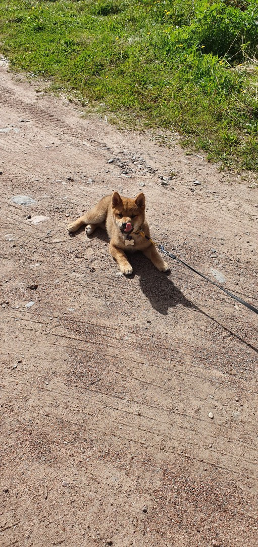 RUBYLIGHT DEXTER. AMERICAN AKITA RUBYLIGHT KENNEL I SHIBA-INU