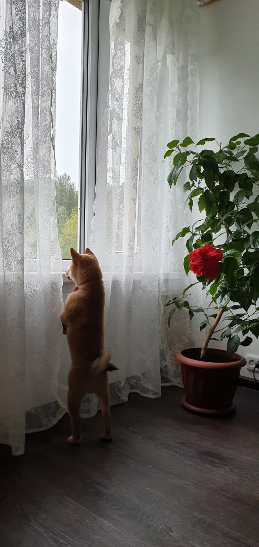 RUBYLIGHT DEXTER. AMERICAN AKITA RUBYLIGHT KENNEL I SHIBA-INU