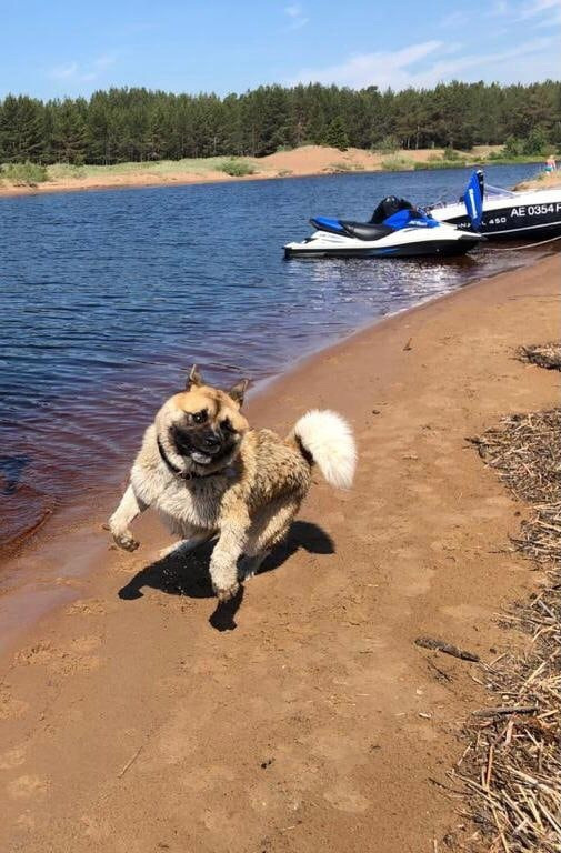 RUBYLIGHT BISHAMON * Тиль. AMERICAN AKITA RUBYLIGHT KENNEL I SHIBA-INU