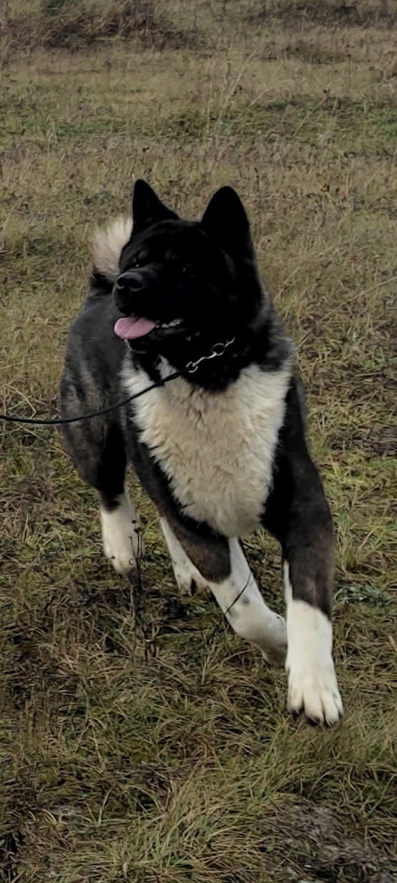 МЭР * Alter Real Merkurу  американская акита рубилайт rubylight акита вязка щенки