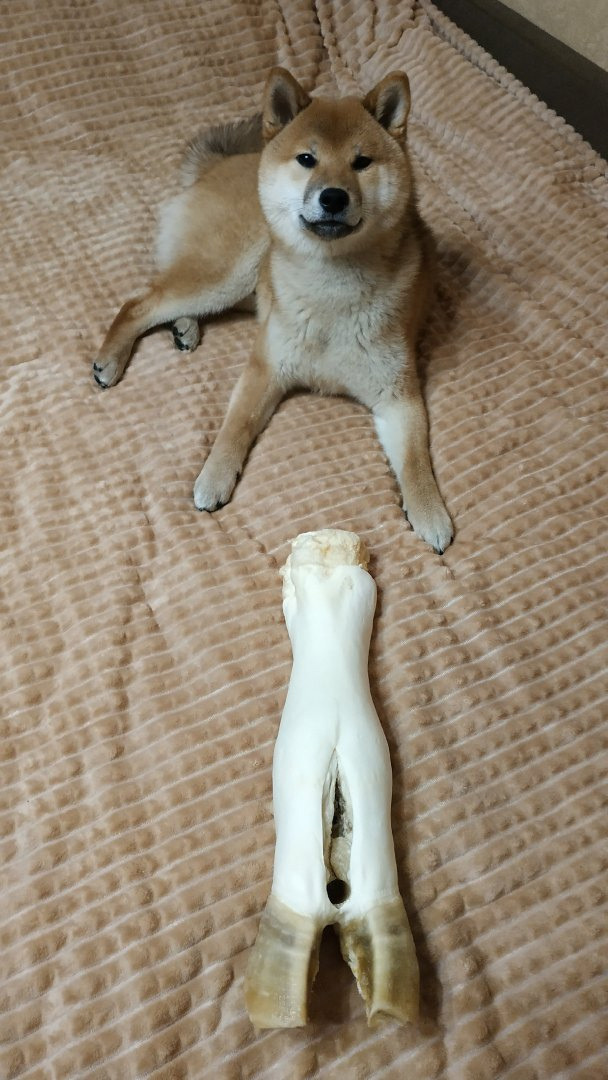 Сиба питомник RUBYLIGHT. Американская акита I Сиба ину I Питомник RUBYLIGHT