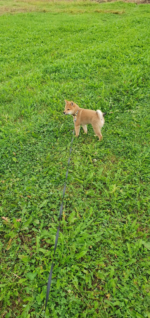 RUBYLIGHT DEXTER. AMERICAN AKITA RUBYLIGHT KENNEL I SHIBA-INU