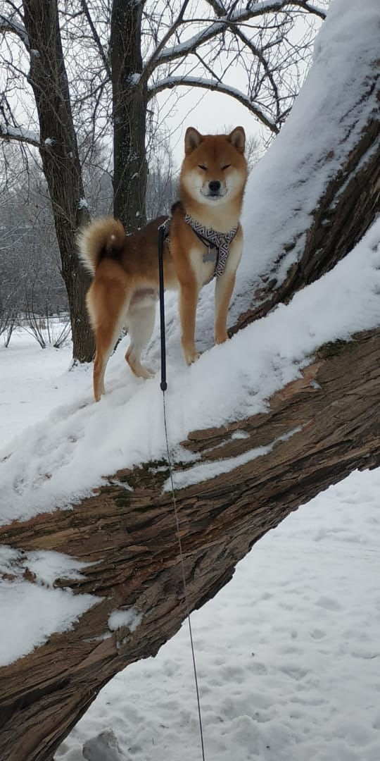 Сиба питомник RUBYLIGHT. Американская акита I Сиба ину I Питомник RUBYLIGHT