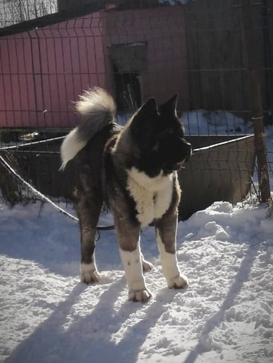 МЭР * Alter Real Merkurу  американская акита рубилайт rubylight акита вязка щенки