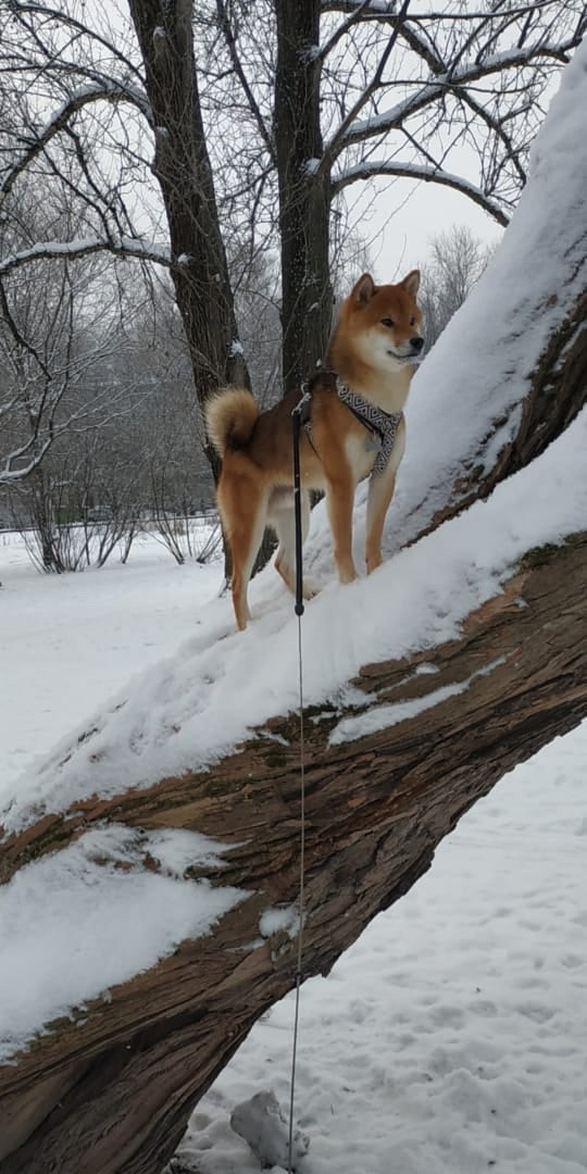 Сиба питомник RUBYLIGHT. Американская акита I Сиба ину I Питомник RUBYLIGHT