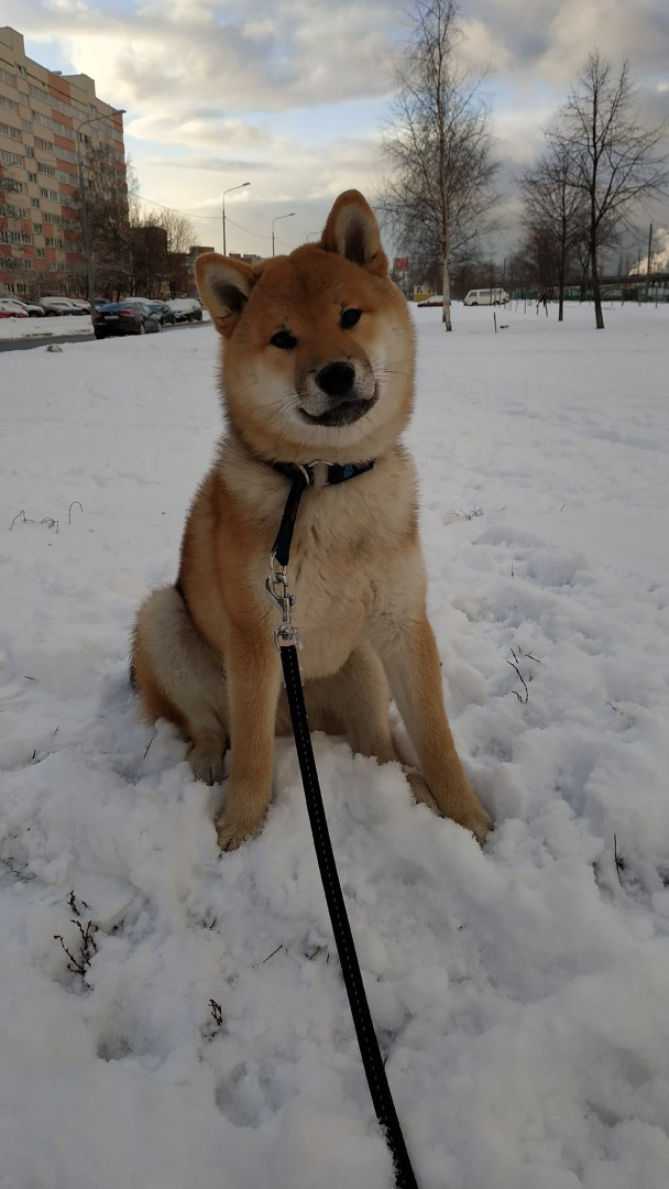Сиба питомник RUBYLIGHT. Американская акита I Сиба ину I Питомник RUBYLIGHT