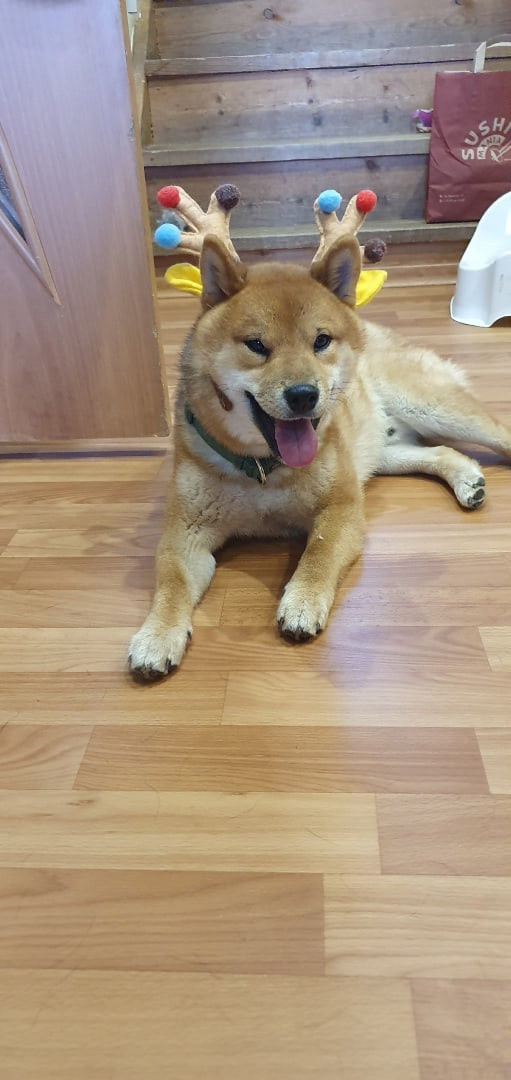 RUBYLIGHT DEXTER. AMERICAN AKITA RUBYLIGHT KENNEL I SHIBA-INU