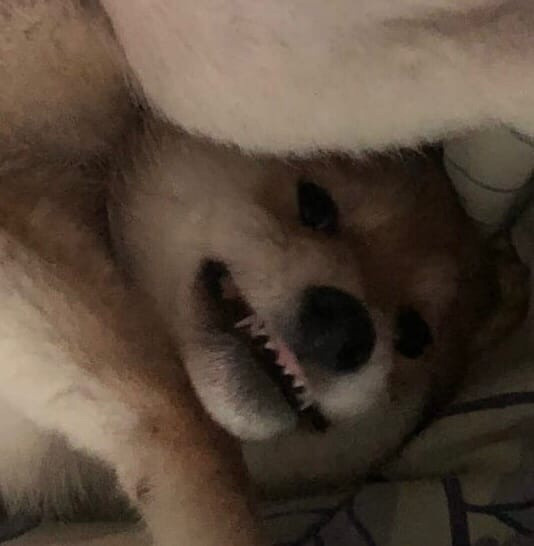 Сиба питомник RUBYLIGHT. Американская акита I Сиба ину I Питомник RUBYLIGHT