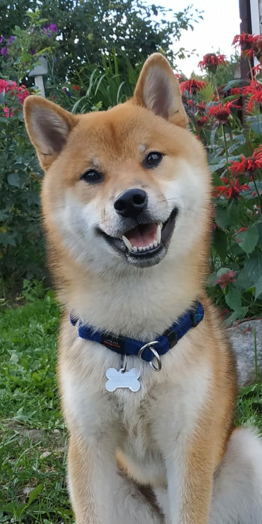 Сиба питомник RUBYLIGHT. Американская акита I Сиба ину I Питомник RUBYLIGHT