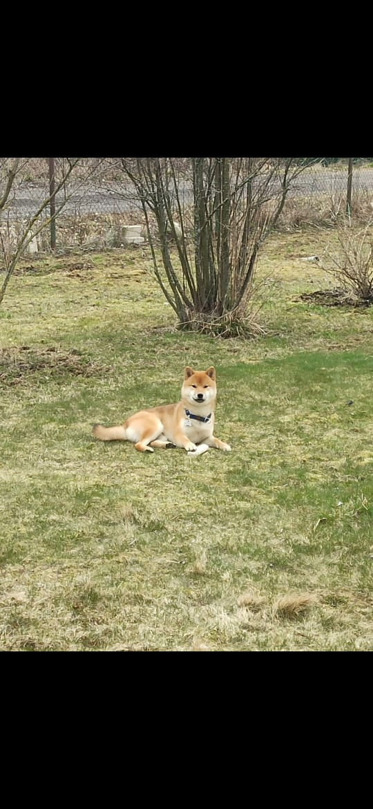 Сиба питомник RUBYLIGHT. Американская акита I Сиба ину I Питомник RUBYLIGHT