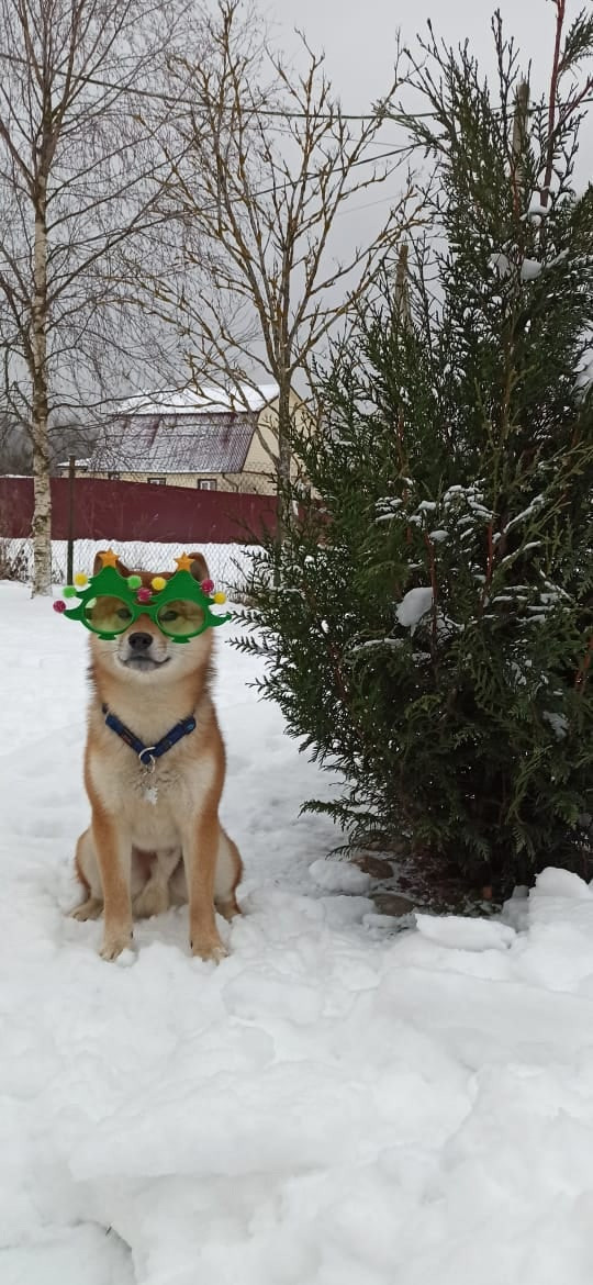 Сиба питомник RUBYLIGHT. Американская акита I Сиба ину I Питомник RUBYLIGHT