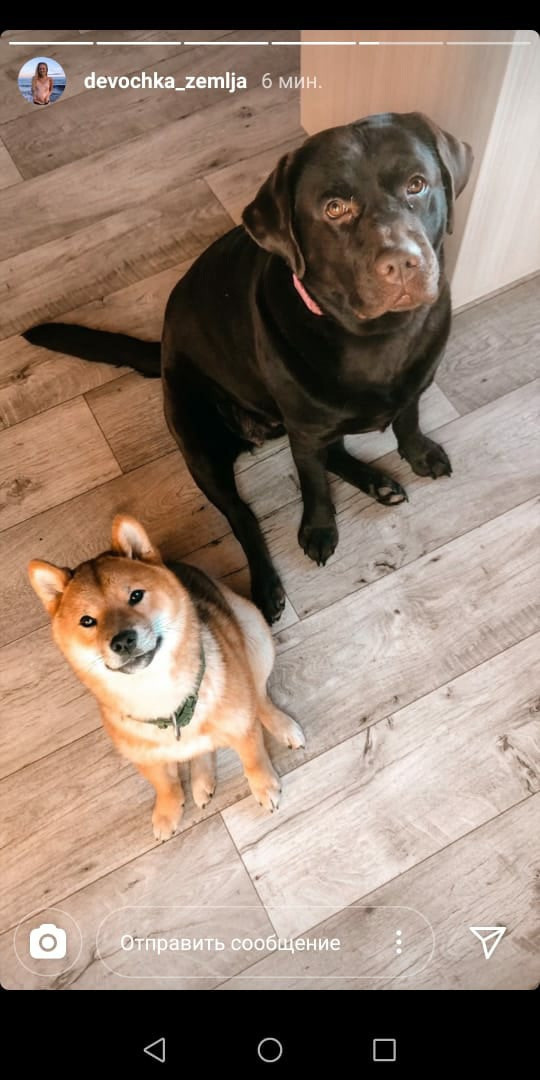 RUBYLIGHT DEXTER. AMERICAN AKITA RUBYLIGHT KENNEL I SHIBA-INU