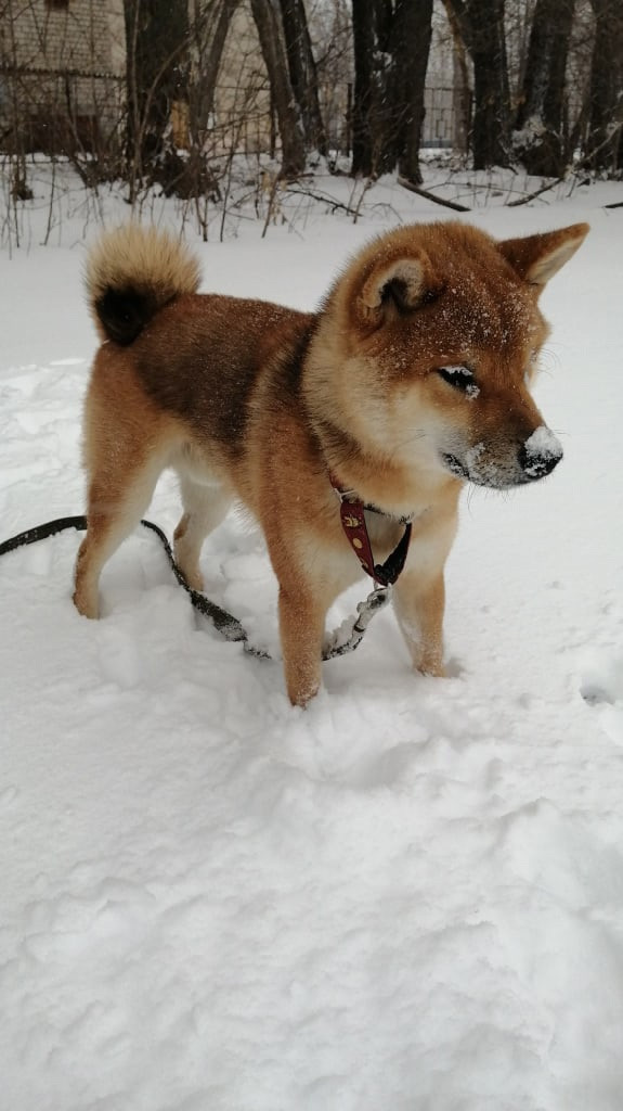 RUBYLIGHT DIN WINCHESTER. AMERICAN AKITA RUBYLIGHT KENNEL I SHIBA-INU