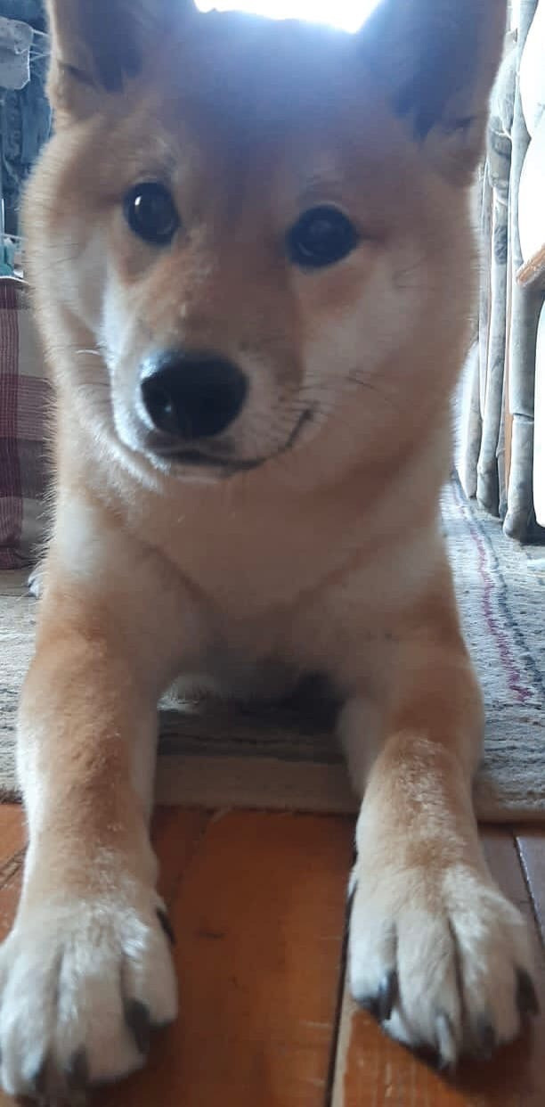RUBYLIGHT IRIS. AMERICAN AKITA RUBYLIGHT KENNEL I SHIBA-INU