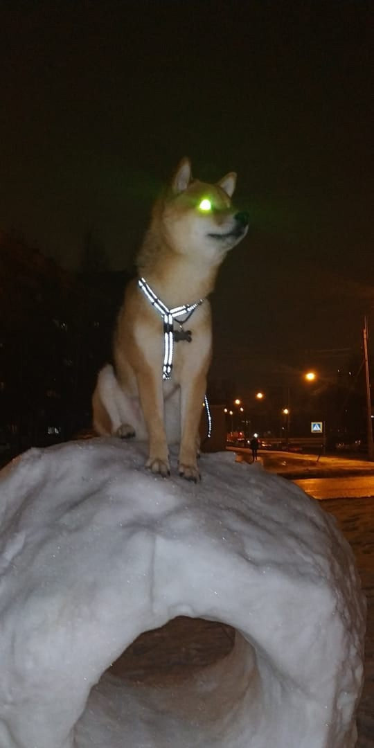 Сиба питомник RUBYLIGHT. Американская акита I Сиба ину I Питомник RUBYLIGHT