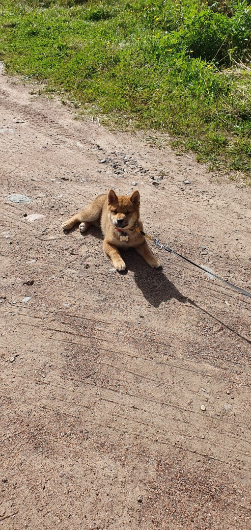 RUBYLIGHT DEXTER. AMERICAN AKITA RUBYLIGHT KENNEL I SHIBA-INU
