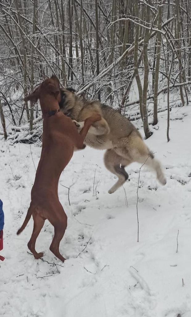 RUBYLIGHT BISHAMON * Тиль. AMERICAN AKITA RUBYLIGHT KENNEL I SHIBA-INU