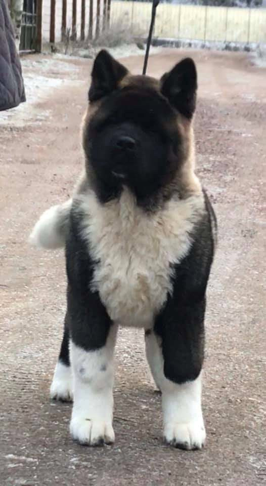 МЭР * Alter Real Merkurу  американская акита рубилайт rubylight акита вязка щенки