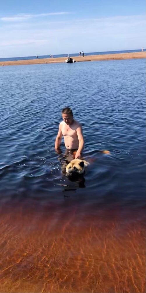 RUBYLIGHT BISHAMON * Тиль. AMERICAN AKITA RUBYLIGHT KENNEL I SHIBA-INU