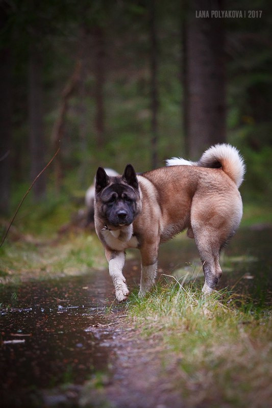 Американская акита питомник RUBYLIGHT. Американская акита I Сиба ину I Питомник RUBYLIGHT