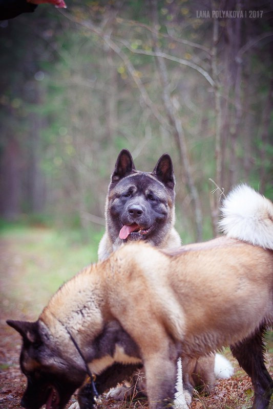 Американская акита питомник RUBYLIGHT. Американская акита I Сиба ину I Питомник RUBYLIGHT