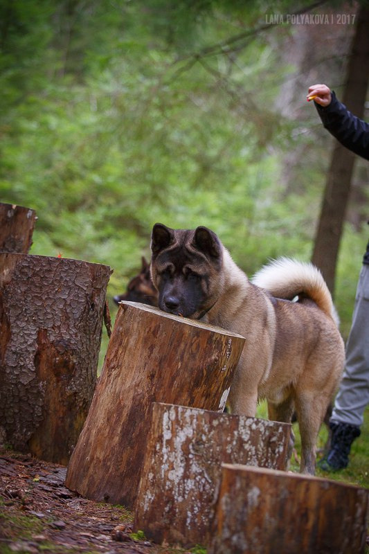 Американская акита питомник RUBYLIGHT. Американская акита I Сиба ину I Питомник RUBYLIGHT