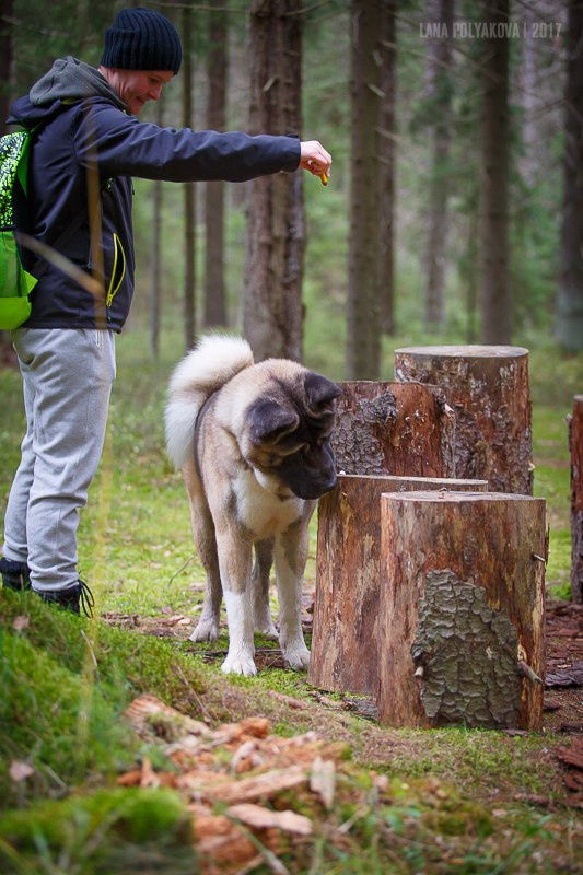 Американская акита питомник RUBYLIGHT. Американская акита I Сиба ину I Питомник RUBYLIGHT