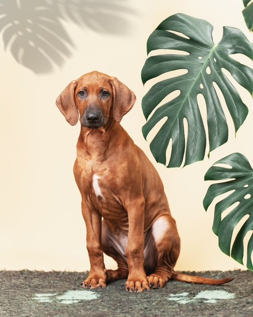 VIVA VERITAS Iz Doma Narayzi. Родезийские Риджбеки в Санкт-Петербурге