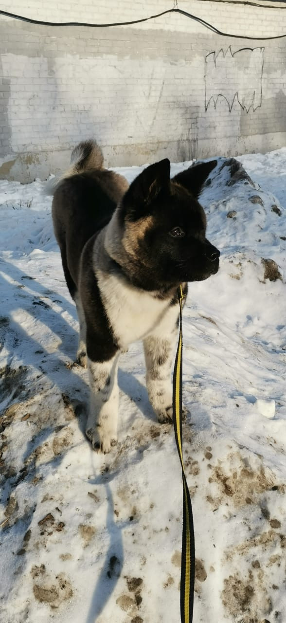 GLORIOUS LION MERCEDES * Шуга , Американская акита Санкт-Петербург, питомник RUBYLIGHT