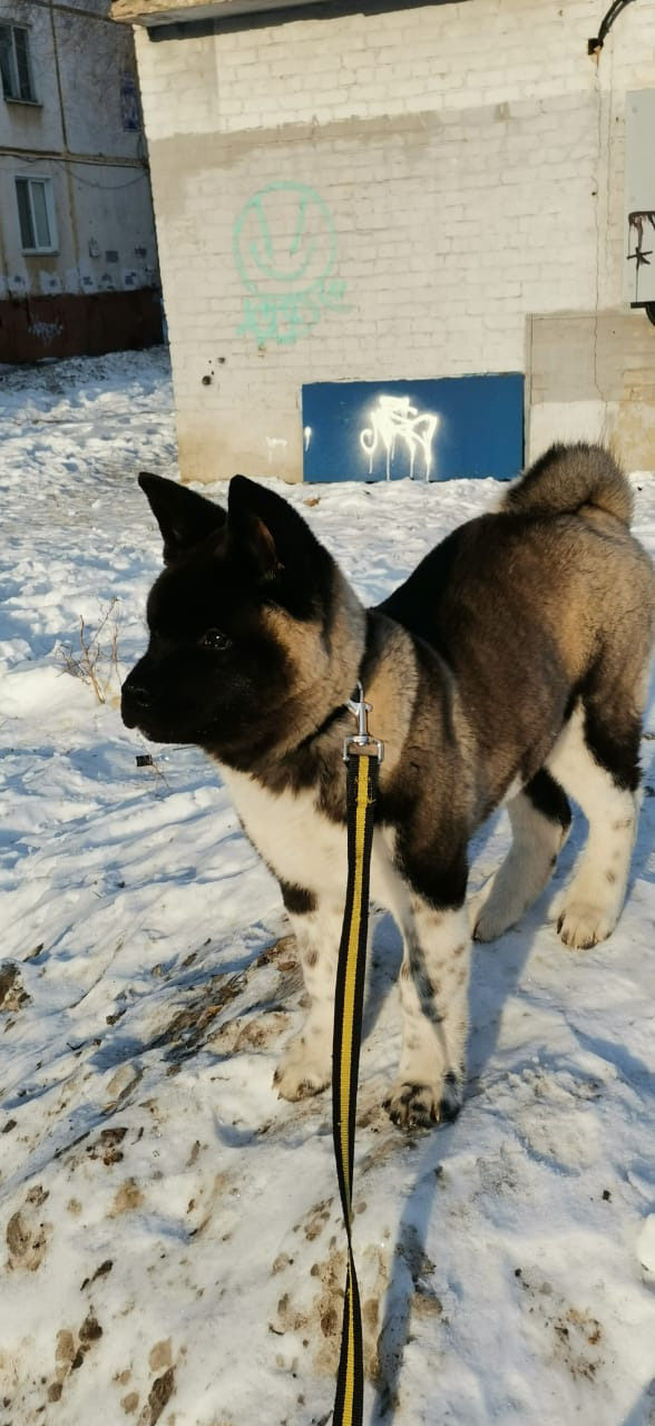 GLORIOUS LION MERCEDES * Шуга , Американская акита Санкт-Петербург, питомник RUBYLIGHT