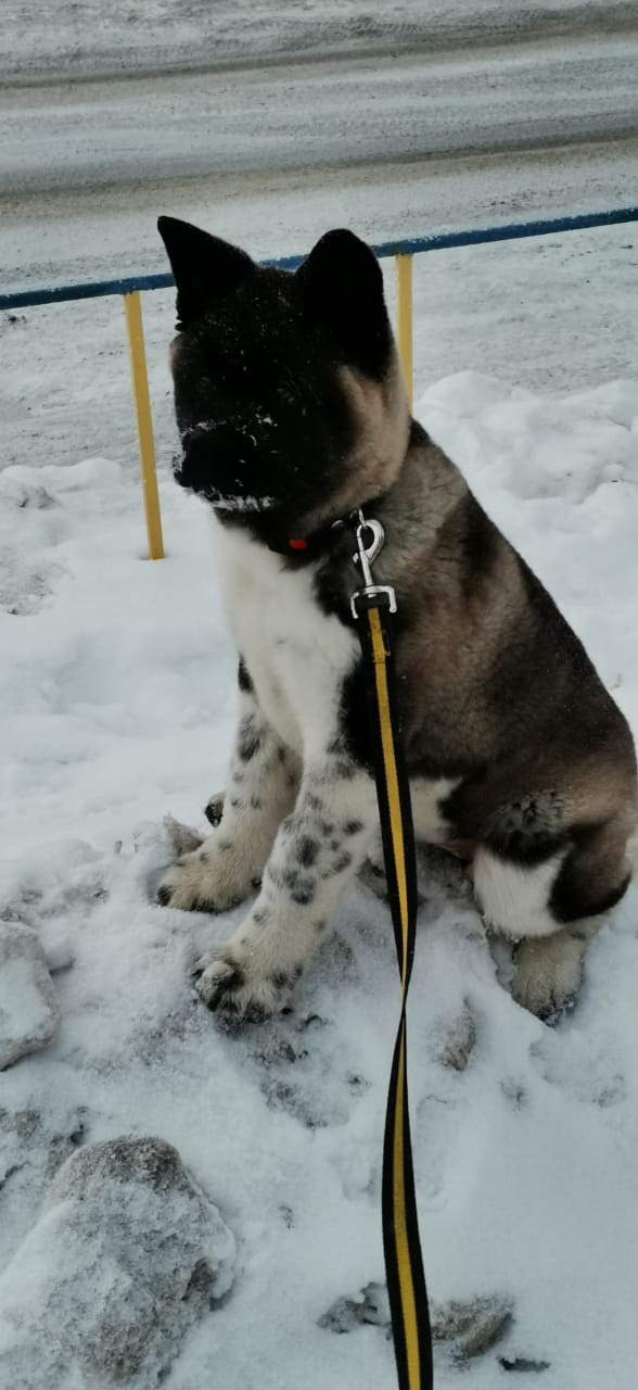 GLORIOUS LION MERCEDES * Шуга , Американская акита Санкт-Петербург, питомник RUBYLIGHT