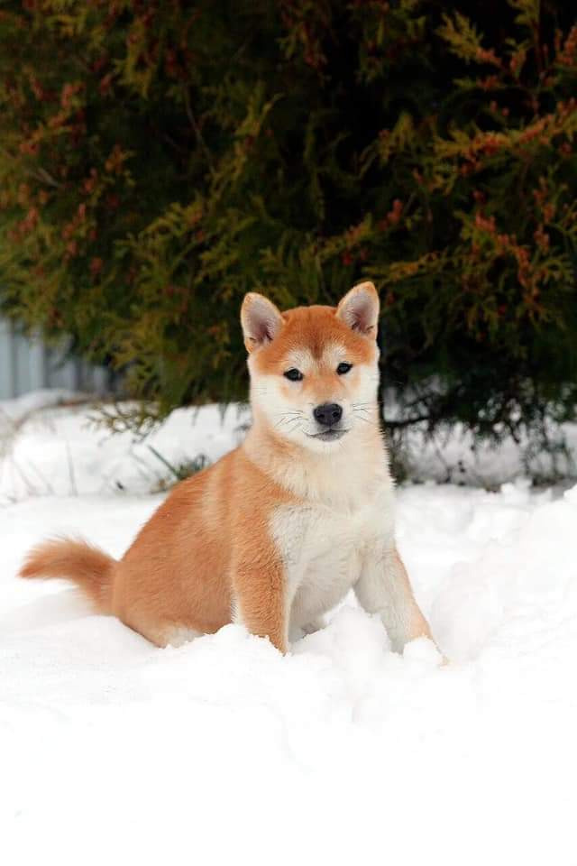 Мама Ассоль * SHIOMARU QUIMBY KERRY