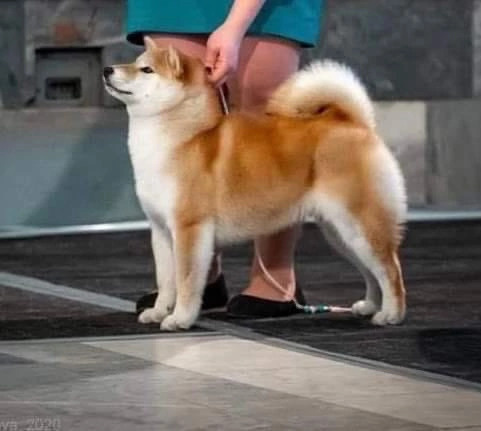 Мама Ассоль * SHIOMARU QUIMBY KERRY