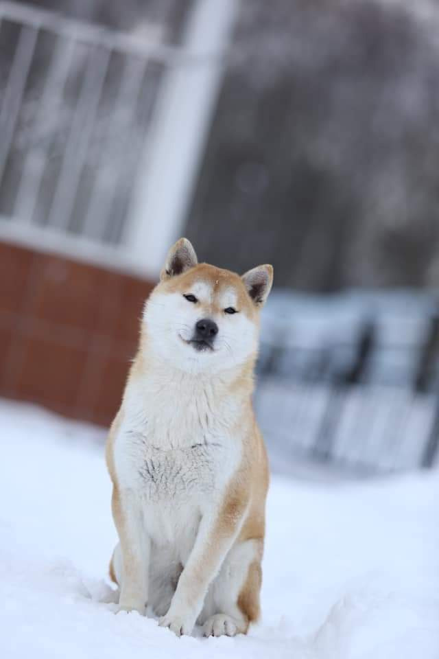 Мама Ассоль * SHIOMARU QUIMBY KERRY