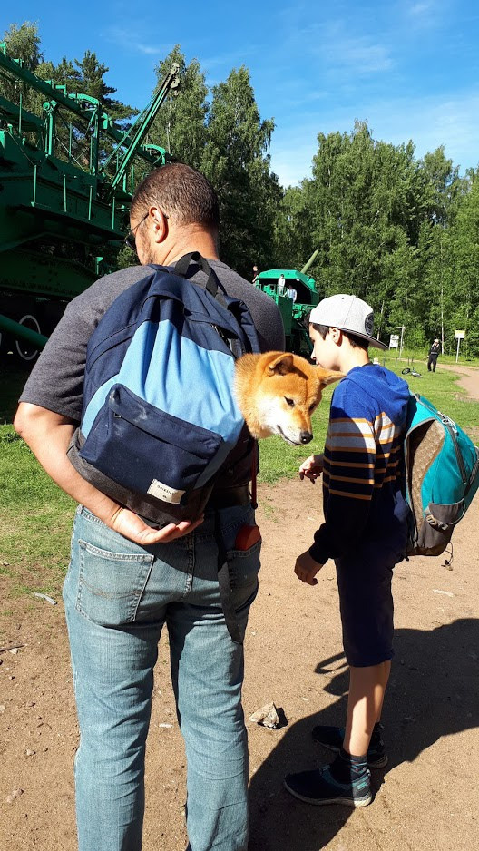 RUBYLIGHT DOLL * Долька (Отец: Хиро * HANDZIMEMESITE HIRO , Мать: Дэва * ZOLOTO PARTII DEVANA GODDESS OF HUNT) сиба