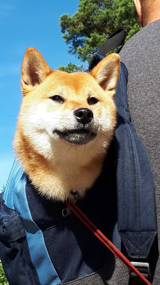 RUBYLIGHT DOLL * Долька (Отец: Хиро * HANDZIMEMESITE HIRO , Мать: Дэва * ZOLOTO PARTII DEVANA GODDESS OF HUNT) сиба