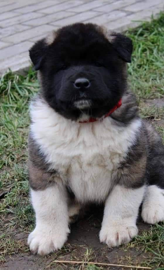 Triumf Sibiri Sting Shape of my Heart * Сэм  (Отец Zar Born To Be Famous Iz Ryzhei Stai , Мать Triumf Sibiri Dreams Come True)  Американская Акита кобель питомник RUBYLIGHT Санкт-Петербург