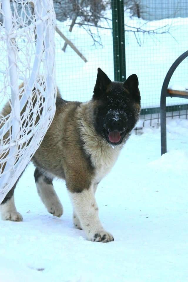 Triumf Sibiri Sting Shape of my Heart * Сэм  (Отец Zar Born To Be Famous Iz Ryzhei Stai , Мать Triumf Sibiri Dreams Come True)  Американская Акита кобель питомник RUBYLIGHT Санкт-Петербург