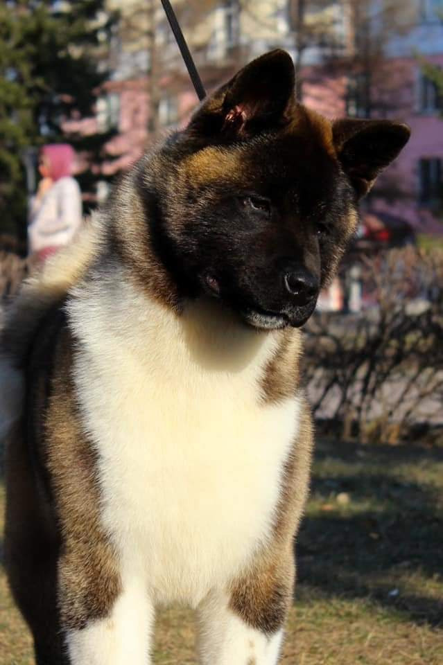 Triumf Sibiri Sting Shape of my Heart * Сэм  (Отец Zar Born To Be Famous Iz Ryzhei Stai , Мать Triumf Sibiri Dreams Come True)  Американская Акита кобель питомник RUBYLIGHT Санкт-Петербург