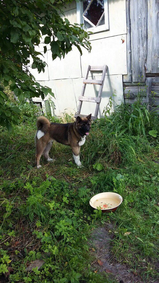 Svargas Odissey * Чоко. AMERICAN AKITA RUBYLIGHT KENNEL I SHIBA-INU