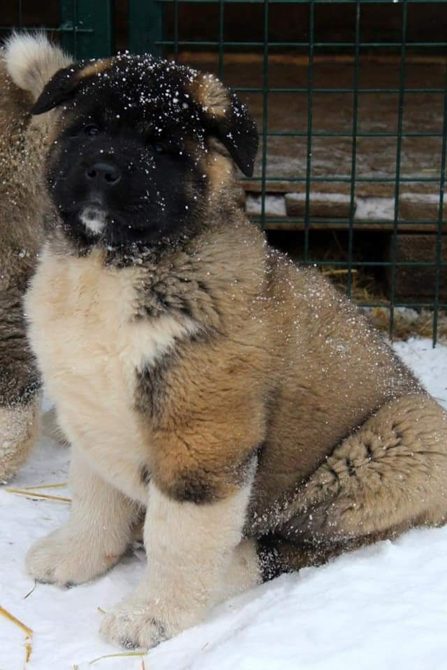 Triumf Sibiri Sting Shape of my Heart * Сэм  (Отец Zar Born To Be Famous Iz Ryzhei Stai , Мать Triumf Sibiri Dreams Come True)  Американская Акита кобель питомник RUBYLIGHT Санкт-Петербург