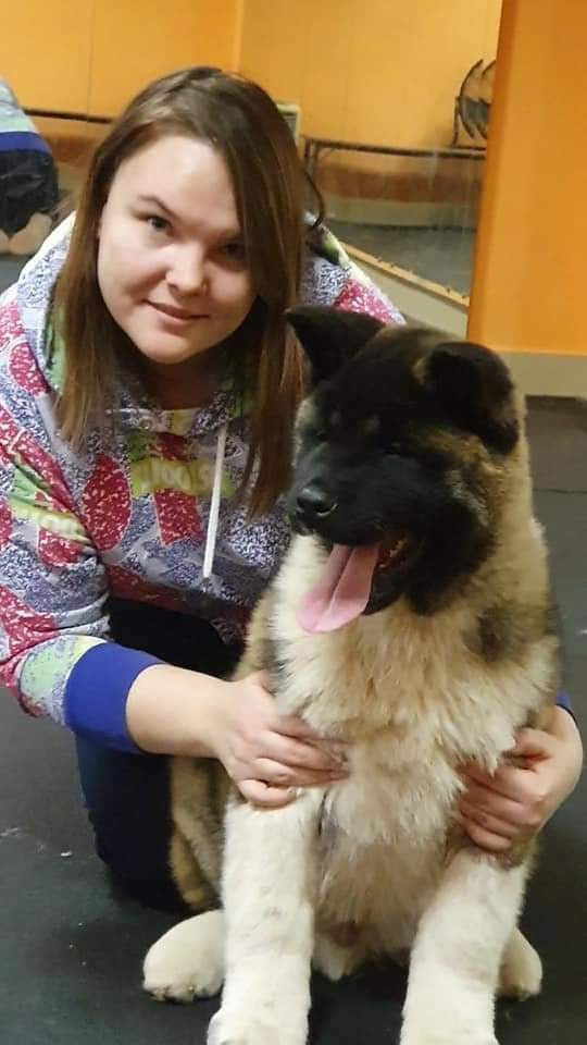 Triumf Sibiri Sting Shape of my Heart * Сэм  (Отец Zar Born To Be Famous Iz Ryzhei Stai , Мать Triumf Sibiri Dreams Come True)  Американская Акита кобель питомник RUBYLIGHT Санкт-Петербург