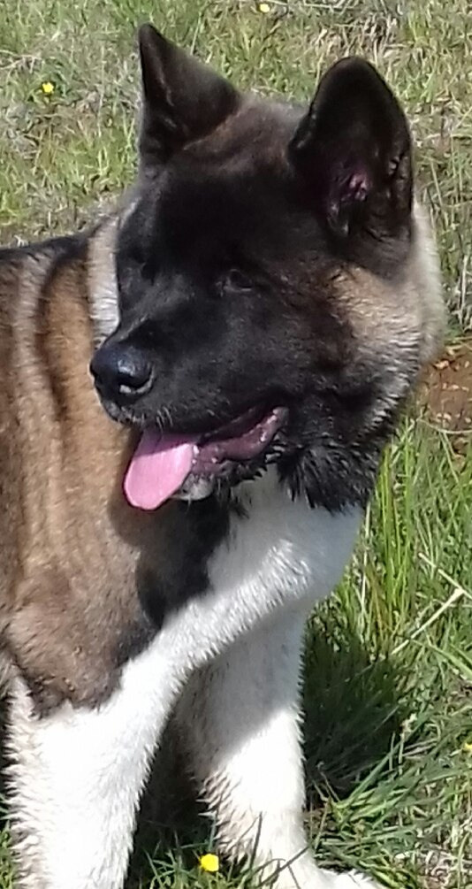 Американская акита питомник RUBYLIGHT. Американская акита I Сиба ину I Питомник RUBYLIGHT