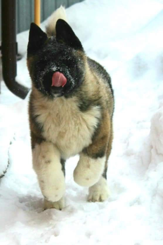 Triumf Sibiri Sting Shape of my Heart * Сэм  (Отец Zar Born To Be Famous Iz Ryzhei Stai , Мать Triumf Sibiri Dreams Come True)  Американская Акита кобель питомник RUBYLIGHT Санкт-Петербург