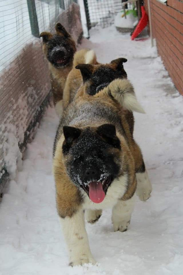 Triumf Sibiri Sting Shape of my Heart * Сэм  (Отец Zar Born To Be Famous Iz Ryzhei Stai , Мать Triumf Sibiri Dreams Come True)  Американская Акита кобель питомник RUBYLIGHT Санкт-Петербург