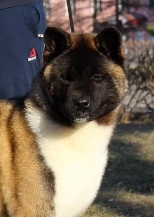 Triumf Sibiri Sting Shape of my Heart * Сэм  (Отец Zar Born To Be Famous Iz Ryzhei Stai , Мать Triumf Sibiri Dreams Come True)  Американская Акита кобель питомник RUBYLIGHT Санкт-Петербург