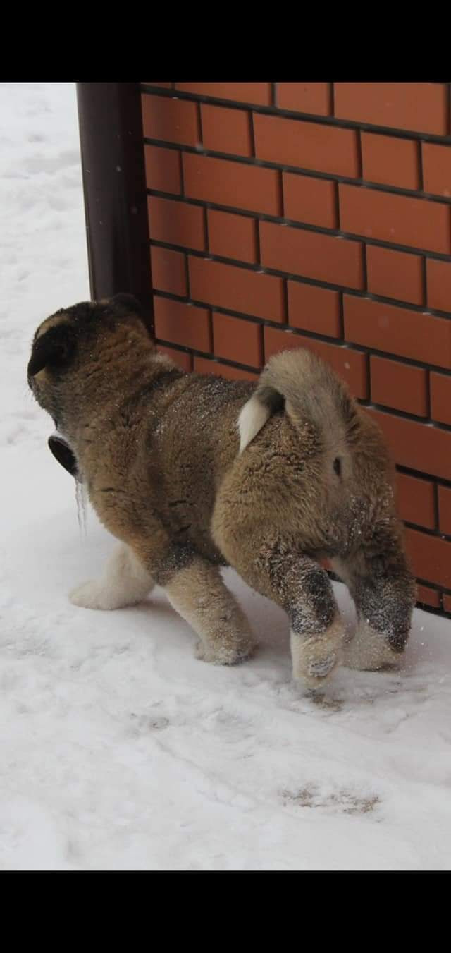 Triumf Sibiri Sting Shape of my Heart * Сэм  (Отец Zar Born To Be Famous Iz Ryzhei Stai , Мать Triumf Sibiri Dreams Come True)  Американская Акита кобель питомник RUBYLIGHT Санкт-Петербург