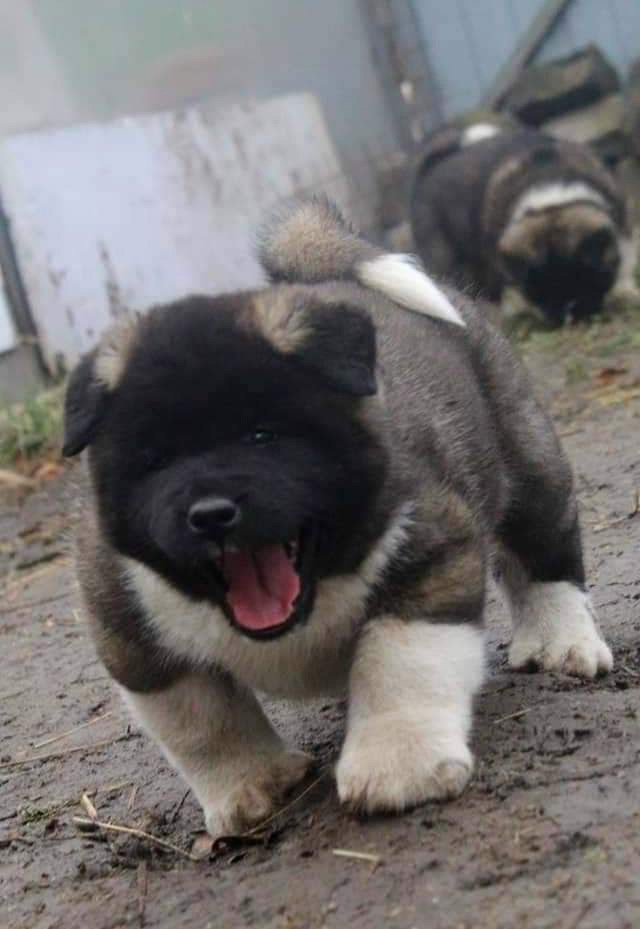 Triumf Sibiri Sting Shape of my Heart * Сэм  (Отец Zar Born To Be Famous Iz Ryzhei Stai , Мать Triumf Sibiri Dreams Come True)  Американская Акита кобель питомник RUBYLIGHT Санкт-Петербург